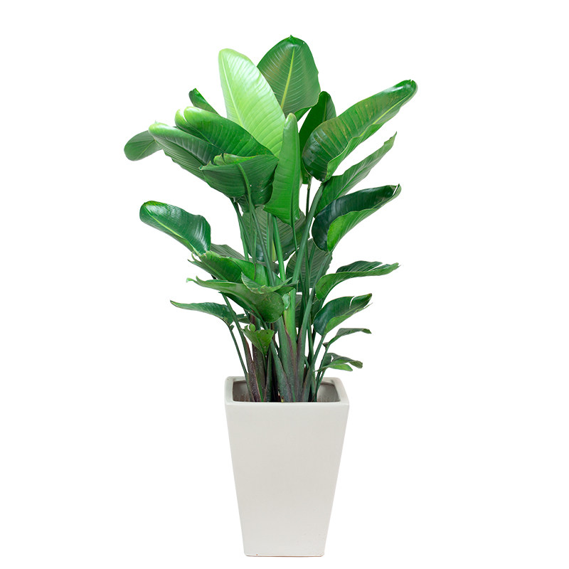 天堂鸟室内真植植物盆栽办公室客厅绿植大型绿色大型绿植