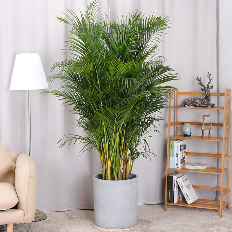 散尾植物室内大型绿植盆栽凤尾办公室大厅花卉大型绿植