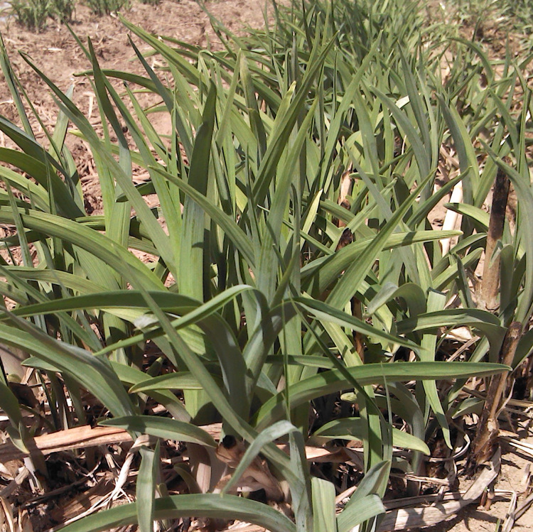 黄花菜苗根100株花卉阳台绿化种子菜种金针优质花卉