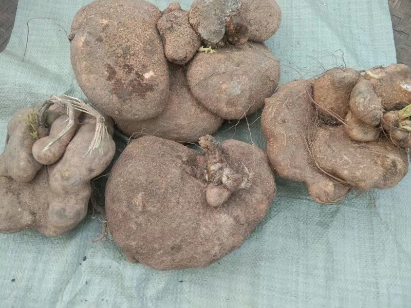 包邮贵州特产野生雪胆500g中草药材蛇莲曲莲罗其他药食同源食品