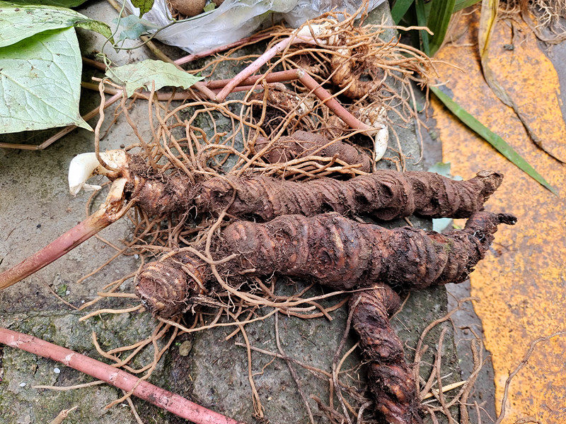七叶七叶莲车蚤花草河一枝贵州中药材独角带芽500g其他药食同源食品