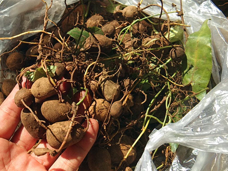 贵州中药材新鲜金果500克中草药苦胆九牛九龙龙胆山其他药食同源食品