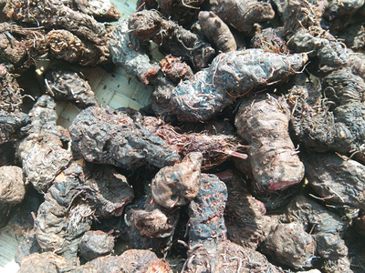 贵州草药拳参 中药材草血竭根地马蜂老腰弓一口血地蜂子干货500克_双