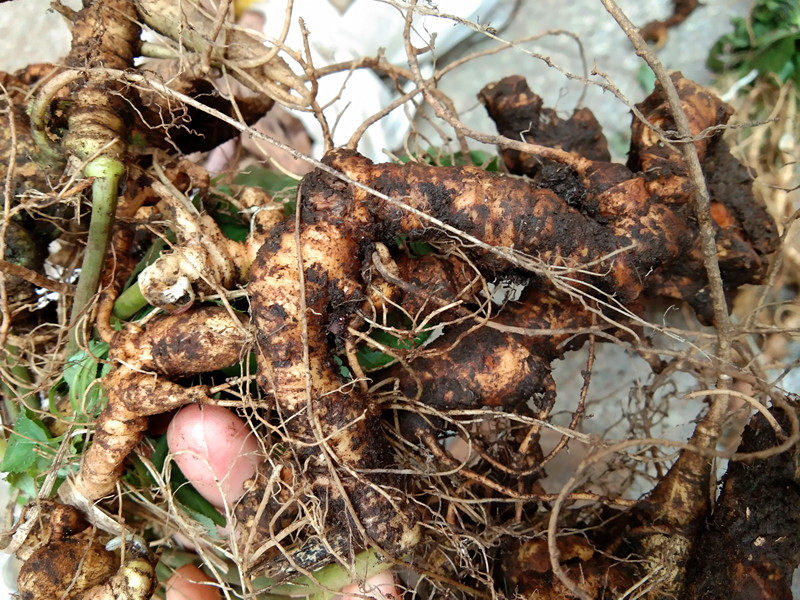 竹节贵州特产人参250g新鲜野生三七竹根七土其他药食同源食品