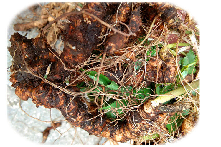竹节贵州特产人参250g新鲜野生三七竹根七土其他药食同源食品