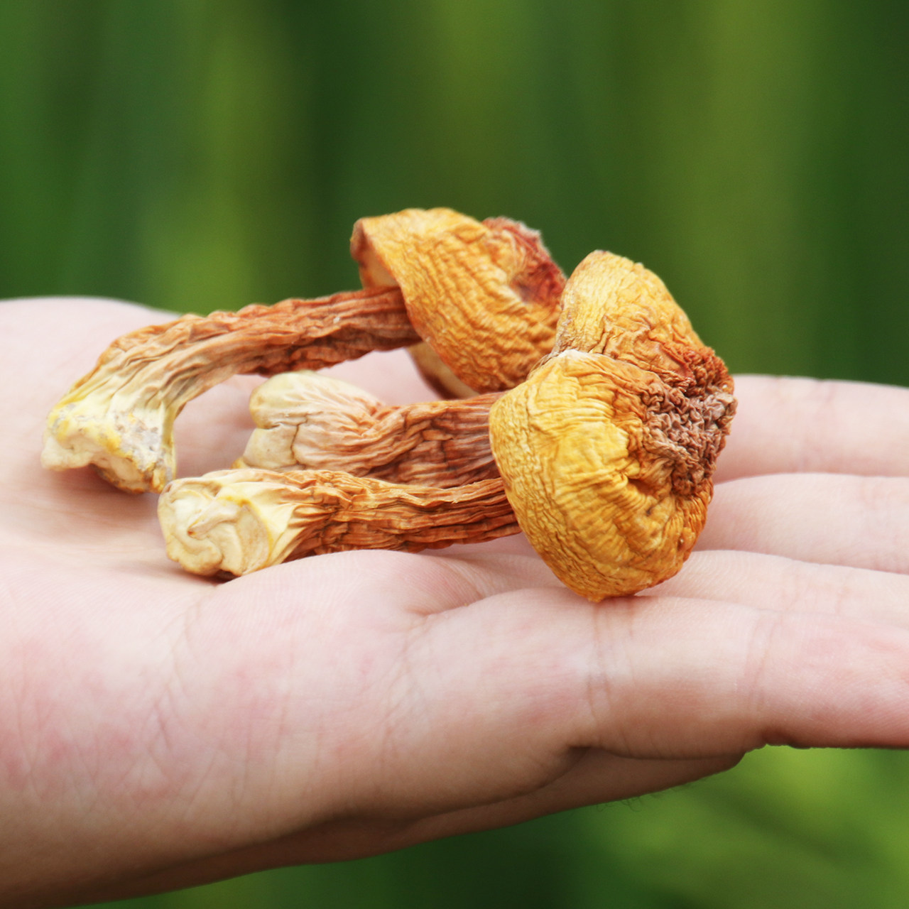 云南姬松茸 巴西菇野生食用菌干货 福建特产姬姬松菌 姬松菇250g