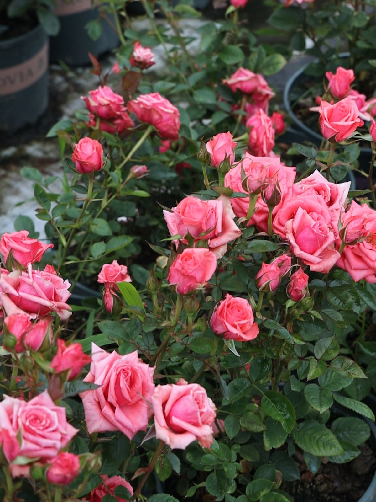 星座系列微月摩羯座阳台四季多花月季玫瑰绿植月季