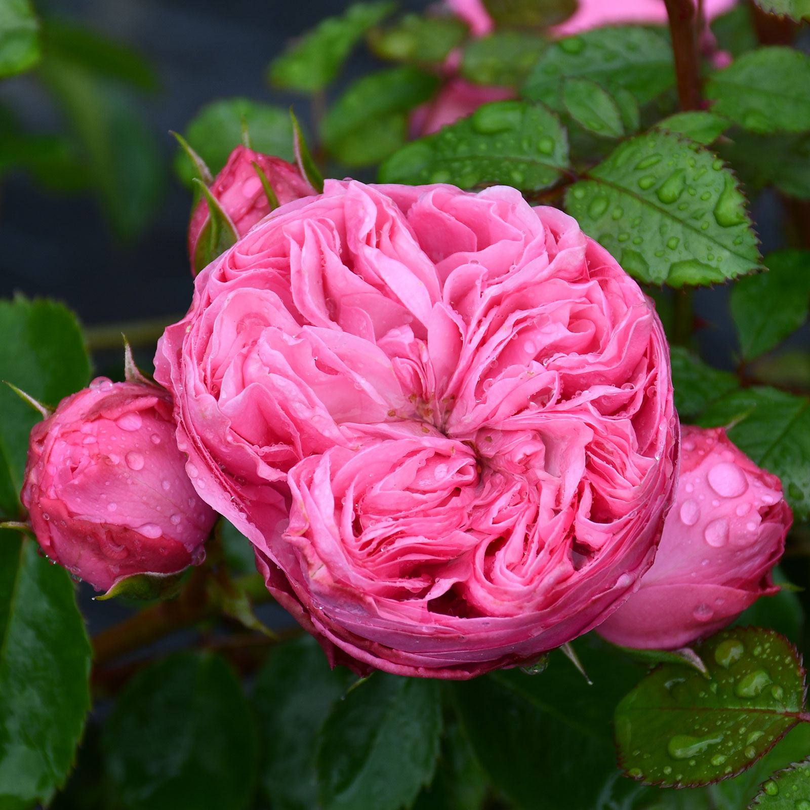 月季新品纺织灌木切花多头淡香四季开花粉色月季