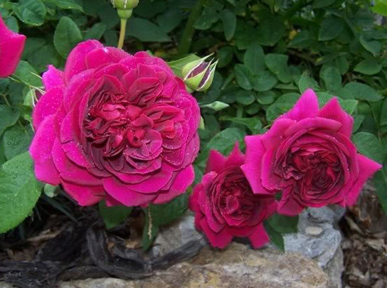 欧洲月季 黑影夫人(the dark lady)欧月 浓香 花多 暗红月季小苗a