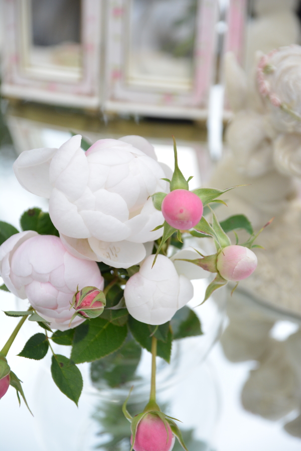 盆栽微月系列小兔子月季月季花花苗花卉浓香阳台花卉