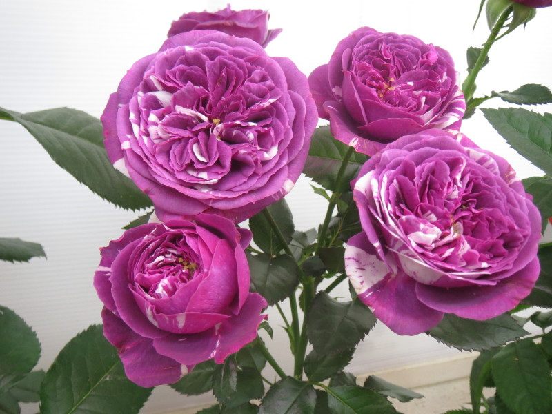 新品月季 芳香宝石/芬芳宝石 条纹切花浓香有现货小苗