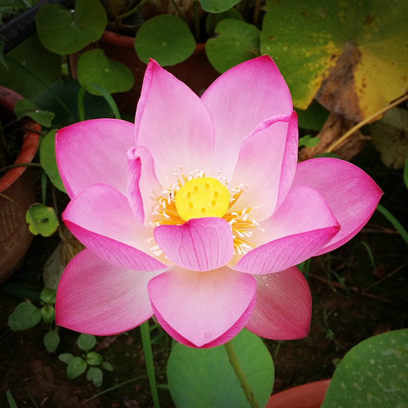 小鸟依人碗莲小型种藕室内阳台窗台楼顶庭院水培时令草本花卉