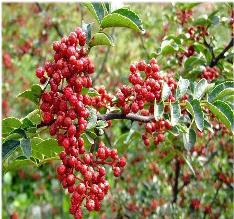 干货红花花椒调味品陕西凤县大红红袍食品品级花椒