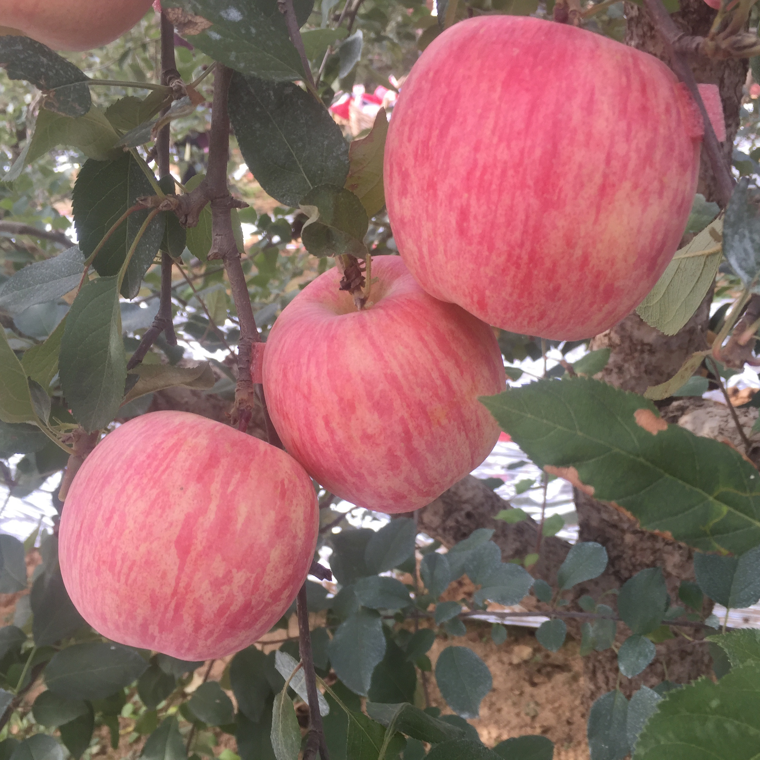 【昆嵛街】山东烟台苹果水果新鲜苹果85mm富硒红富士5斤装包邮