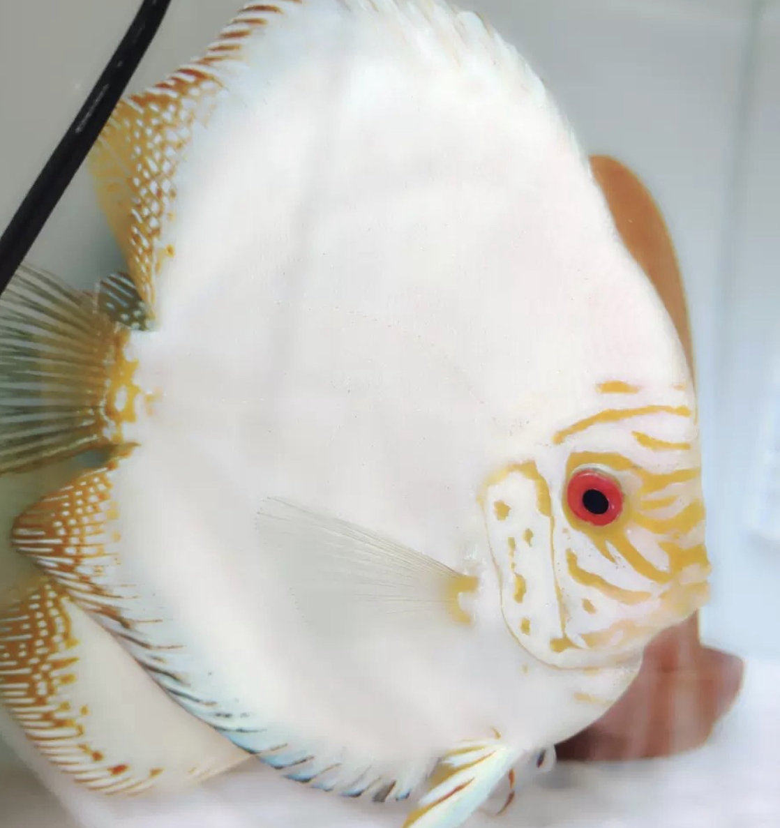 七彩神仙鱼进口蝴蝶鱼淡水鱼观赏鱼鱼