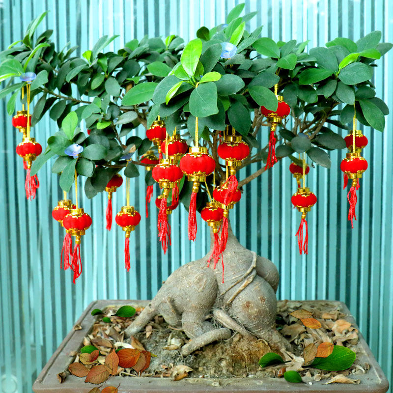 2022虎年年春节新年过年装饰盆景植物小红红灯笼灯笼