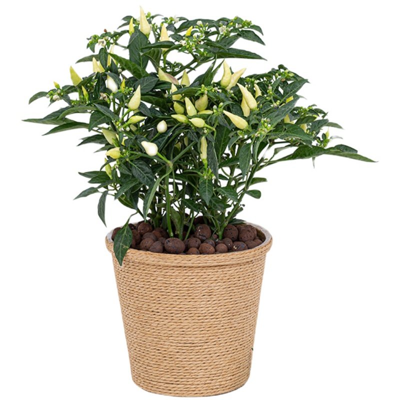 带果发货食用朝天小辣椒盆栽阳台植物绿植有点绿植