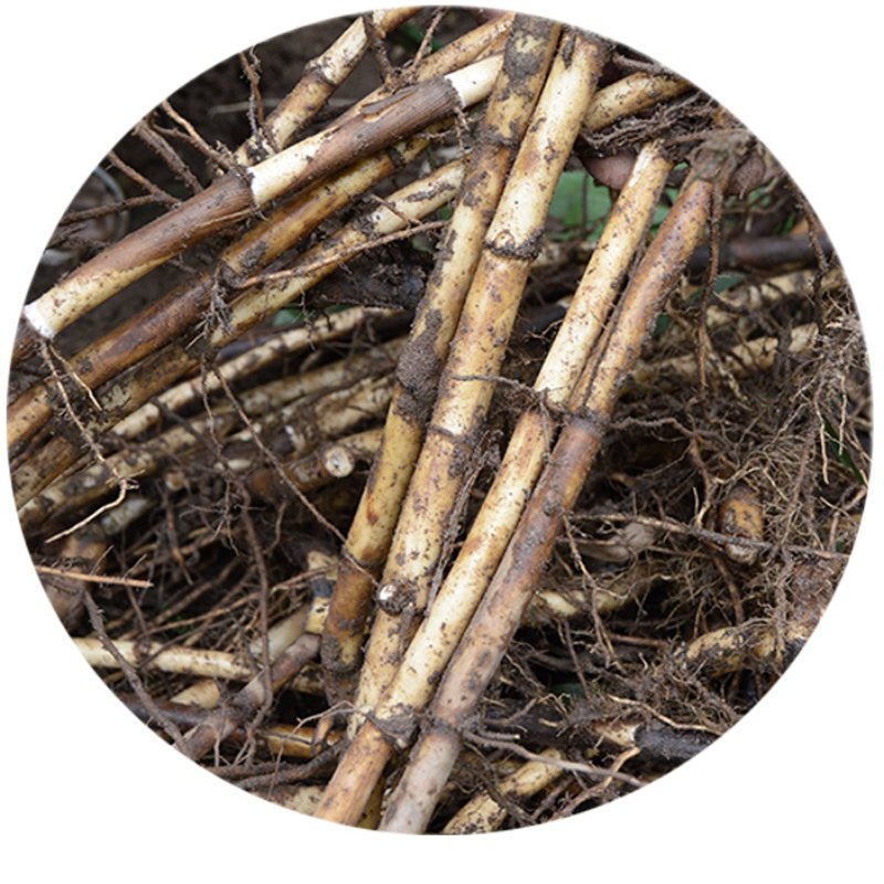 野生生鲜芦根500g现挖新鲜芦茅根苇根头芦柴中草药其他药食同源食品