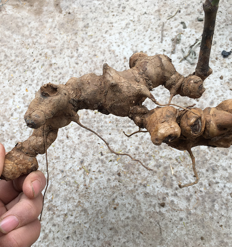 金刚深山药材3斤菝葜根新鲜现挖刺铁菱角角马其他药食同源食品