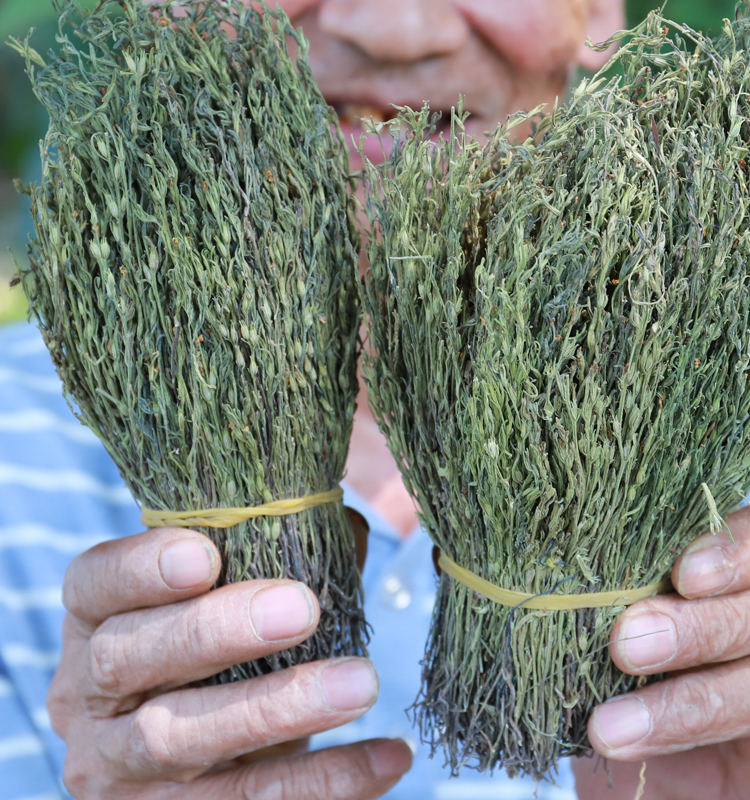 独脚金疳积草25g农家矮脚独角金草小儿开胃儿童营养独脚柑煲汤料