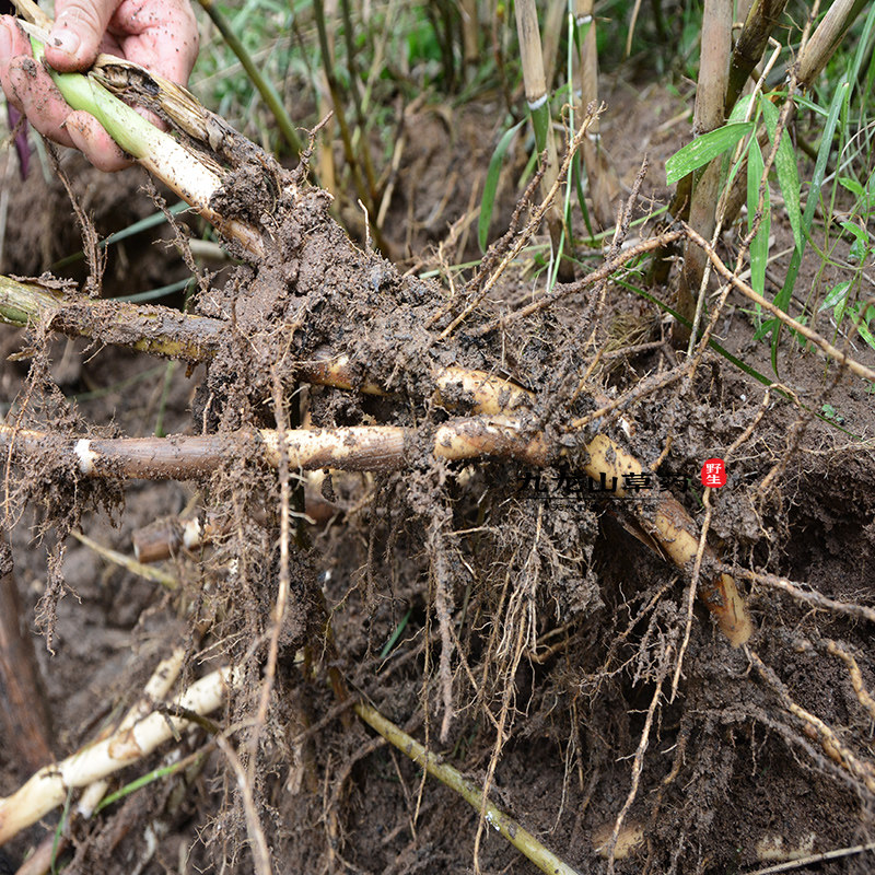 野生生鲜芦根500g现挖新鲜芦茅根苇根头芦柴中草药其他药食同源食品