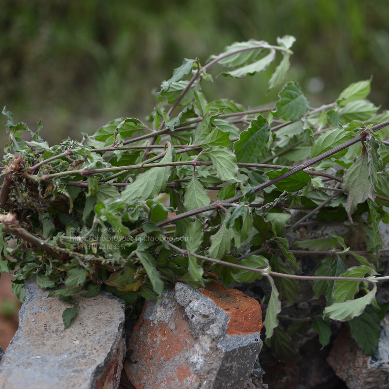 倒扣新鲜深山土牛倒钩草药药材500g现采挖现发其他药食同源食品