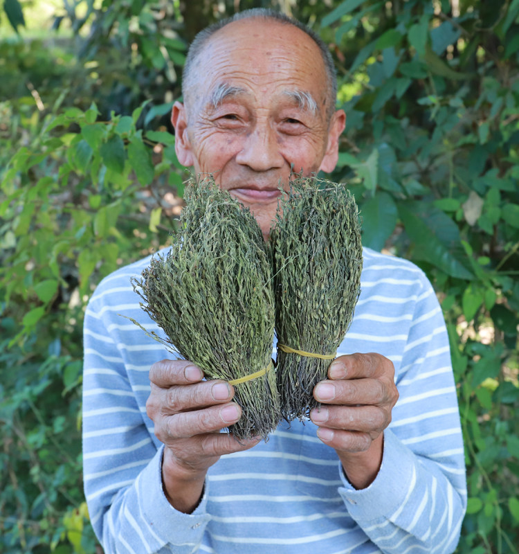 独脚金疳积草25g农家矮脚独角金草小儿开胃儿童营养独脚柑煲汤料