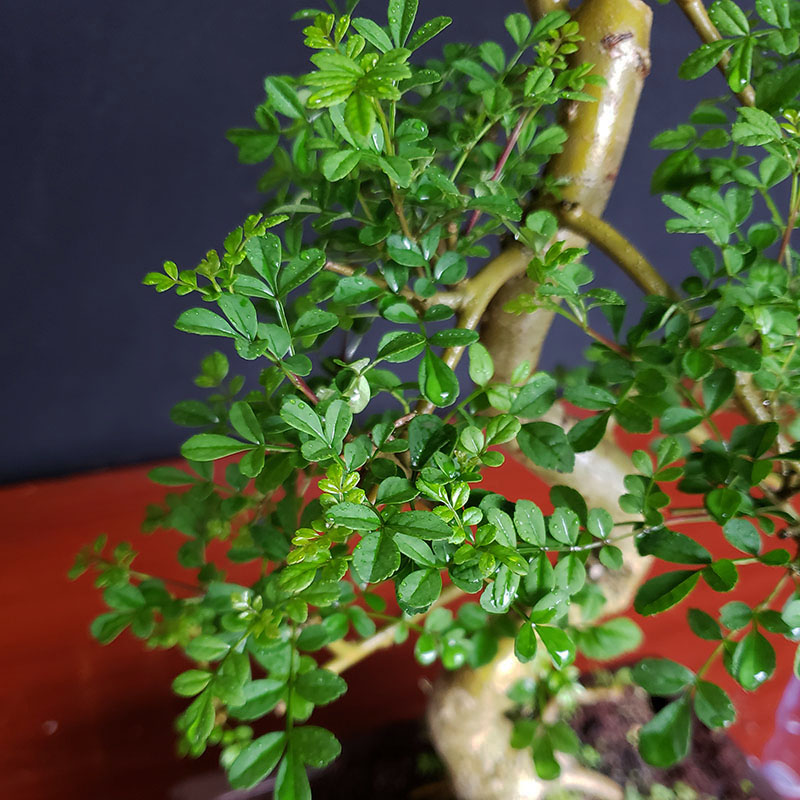 白蜡盆景小老桩精品岭南室内造型小品植物客厅绿植