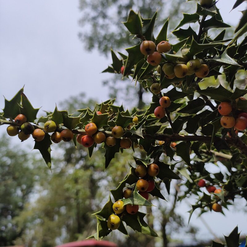 枸骨米叶小叶小老桩常绿长青果观微型盆景盆栽绿植