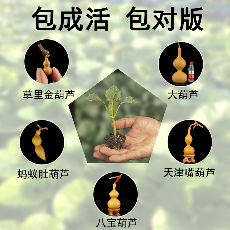葫芦籽种盆栽活苗文玩手捻七彩彩葫芦天然葫芦