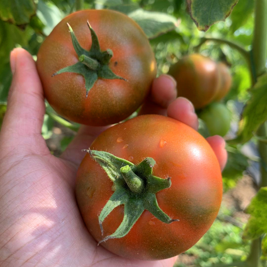 戴安娜草莓西红柿自然熟新鲜健康孕妇儿童专享生吃无农药熊蜂授粉