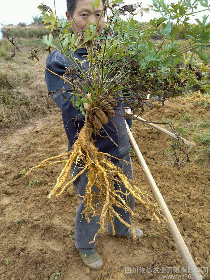防风中药材500克新货包邮内蒙古野生北防风无硫精选关防风中草药