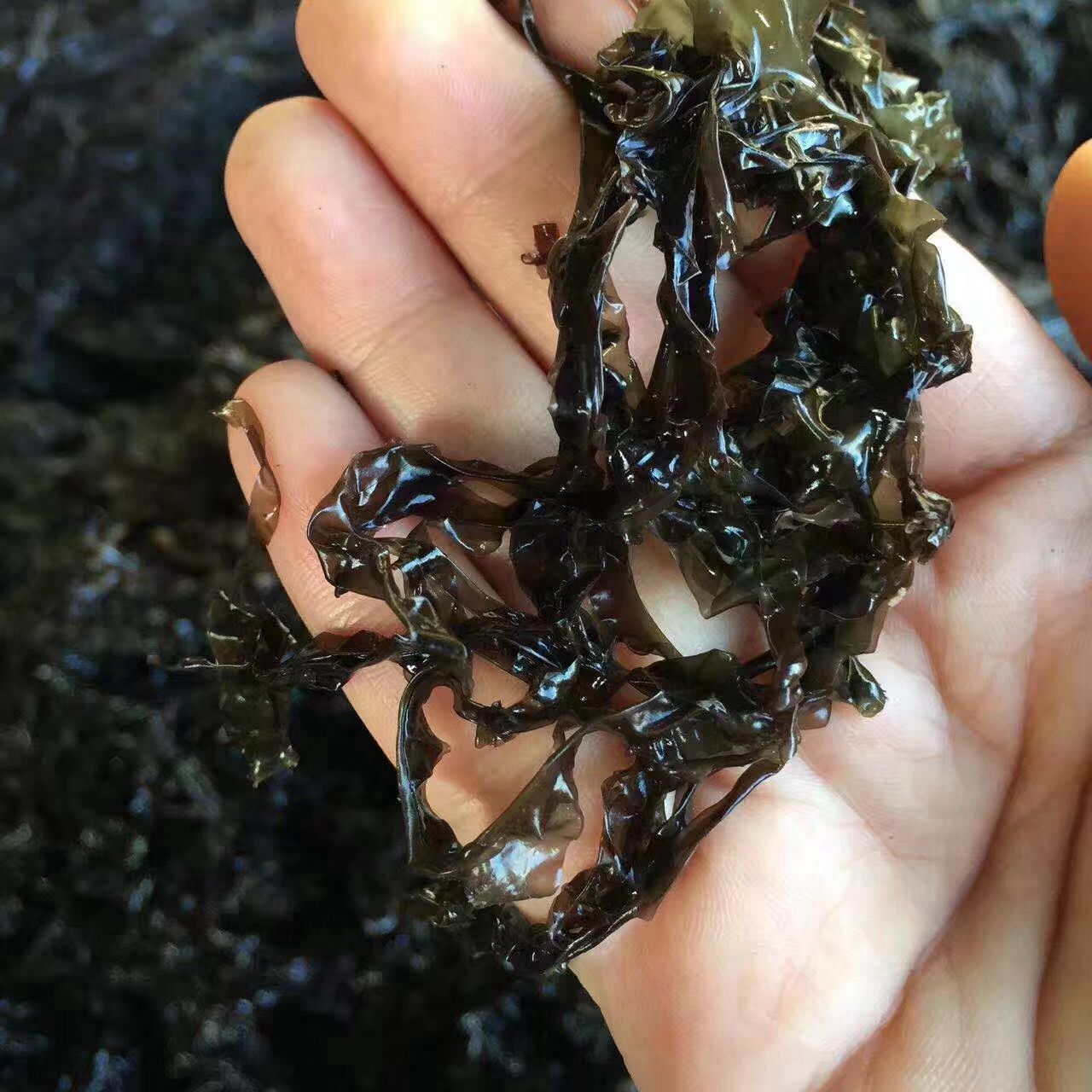 紫菜新福建无沙用包家庭500g新货菜汤免洗野生紫菜