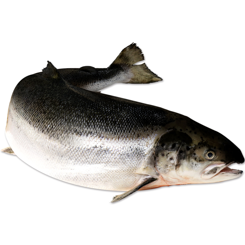 挪威三文鱼新鲜即食冰鲜整条大西洋鲑鱼刺身海鲜中秋礼盒装海鲜