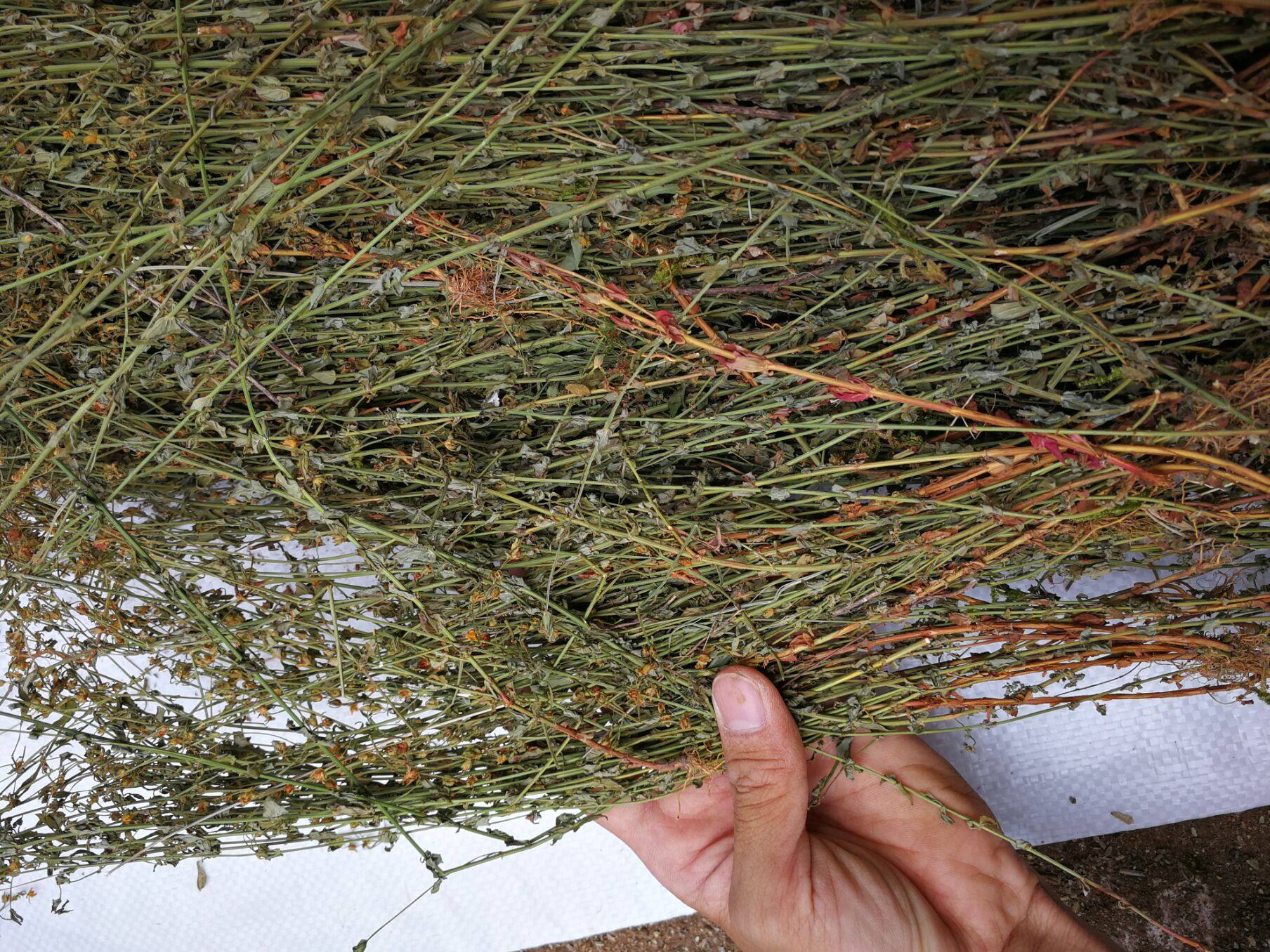 田基黄中药材新鲜田基黄干货 地耳草一钱金中草药田基王500g克 - 爱购