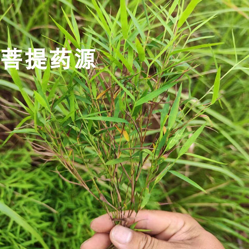 毛草金丝草中药材500g野生竹篙新鲜干货笔仔草黄其他药食同源食品