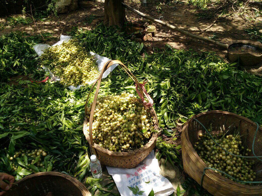 中药材黄皮核 山黄皮核 鸡皮果 山黄皮子黄皮籽 山黄皮果核500g克