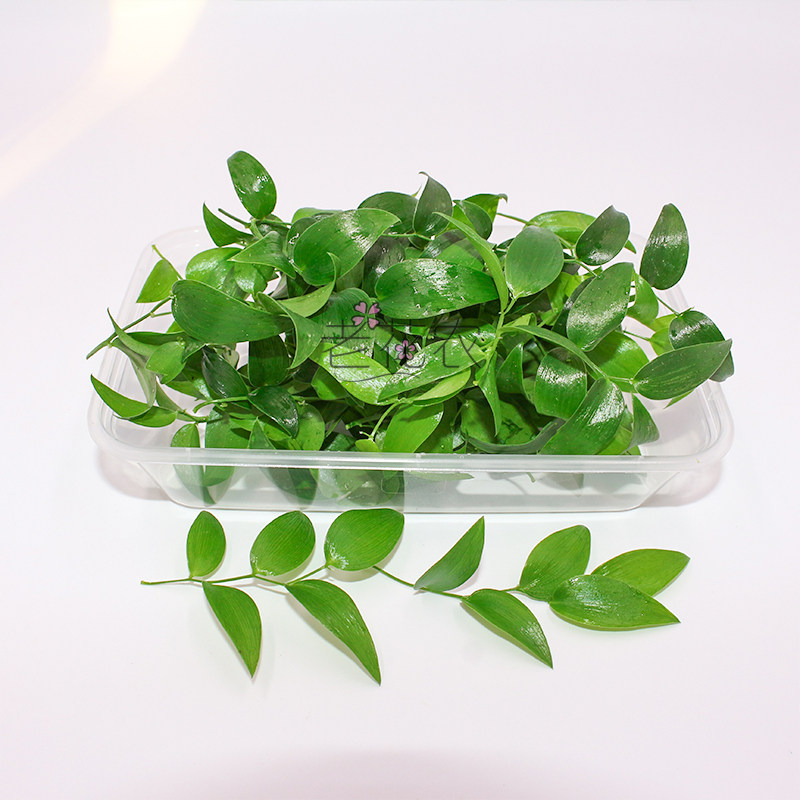 新鲜幸运星树苗阔叶舞竹幸运草酒店冷艺摆盘鲜花时令草本花卉