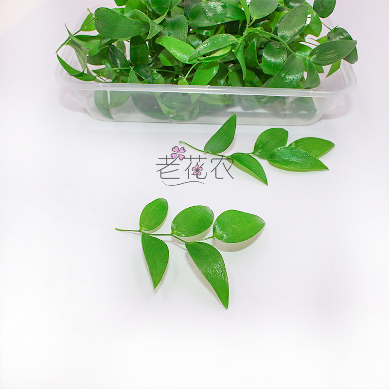 新鲜幸运星树苗阔叶舞竹幸运草酒店冷艺摆盘鲜花时令草本花卉