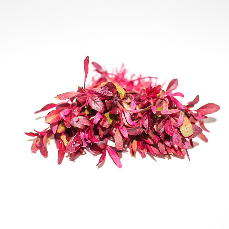 新鲜火红斯卡卡纳安曼红苗15g芽苗菜食用酒店其它