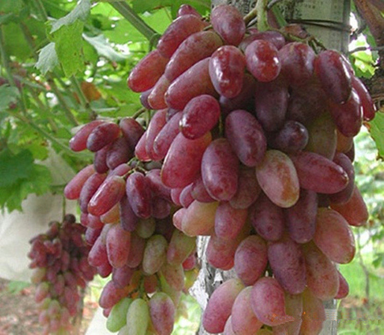 葡萄干新疆红香妃王500g特级超大免洗吐鲁番无籽葡萄干