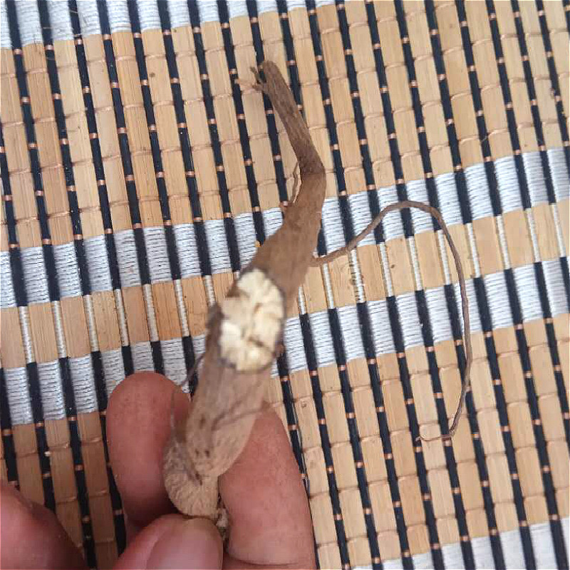 贵州纯野生千斤拔大力黄牛尾荡吊马桩一条根钻地风透地龙500克