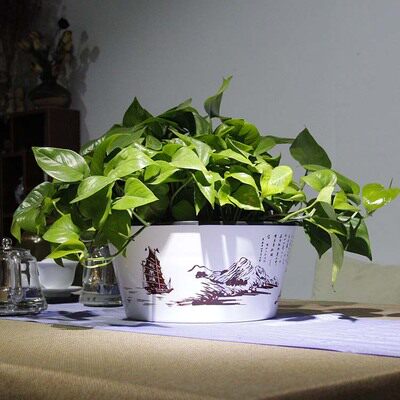 绿萝花盆超大懒人吸水圆形塑料吊兰花盆