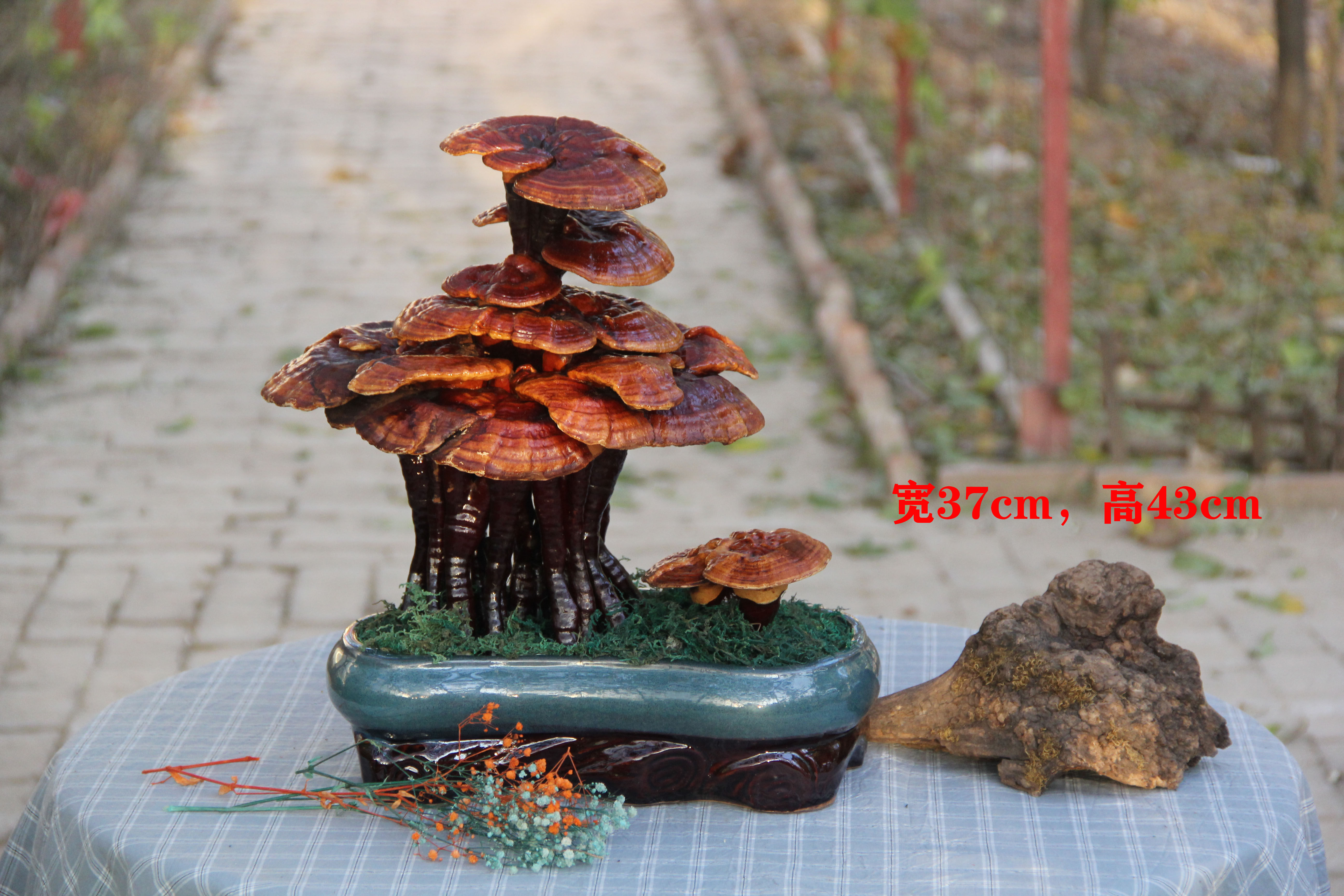 灵芝活体盆景根雕工艺品盆栽多肉绿植办公室客厅摆件