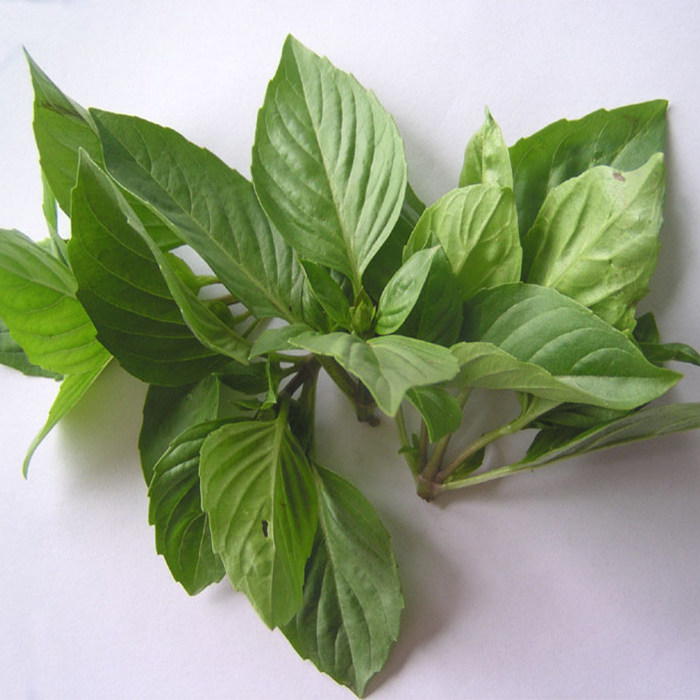 新鲜九层上海塔100g 泰国罗勒叶金不换西餐厅香料满任搭5件包邮