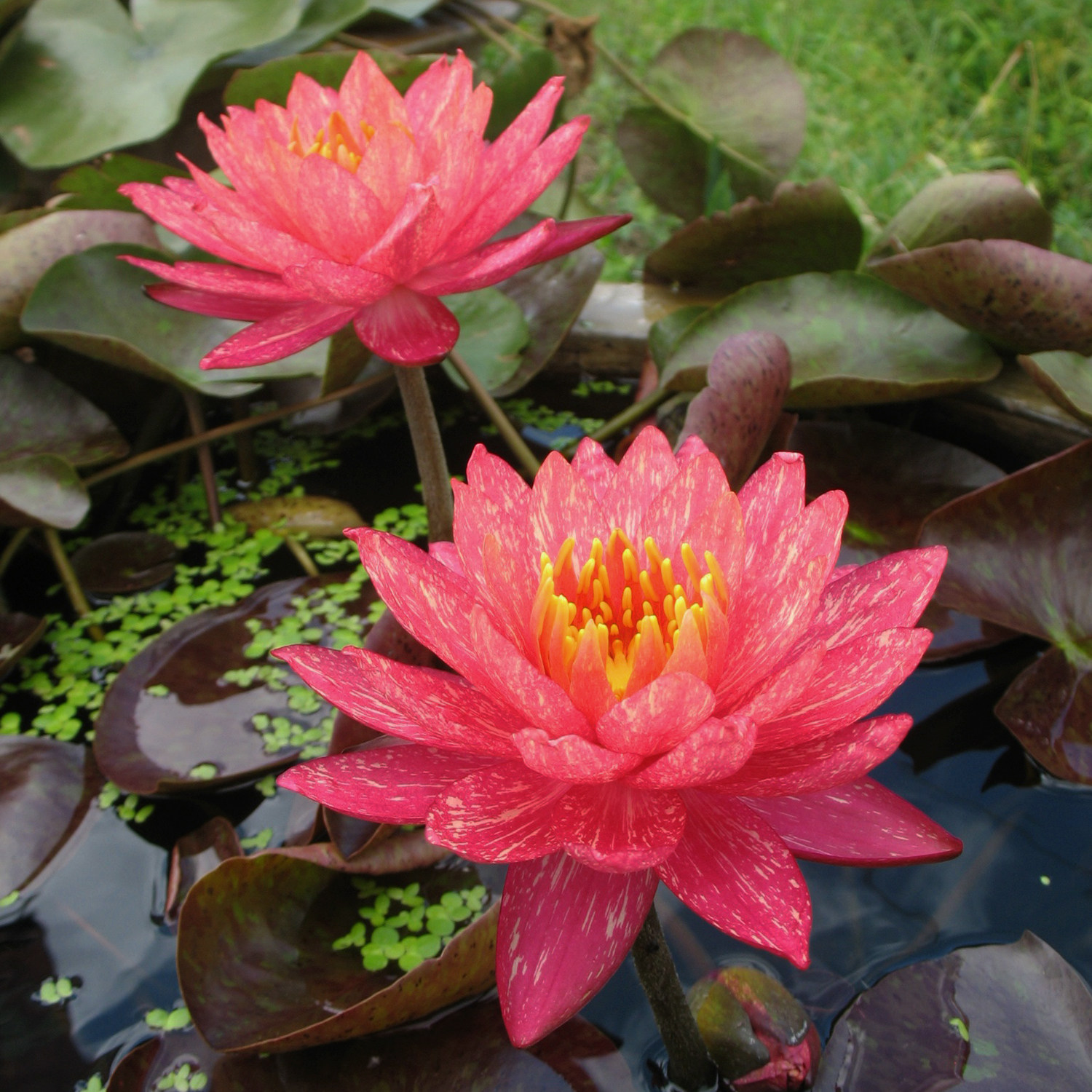 带小叶子莲花盆栽睡莲水培植物四季室内睡莲苗池塘水养大睡莲根块