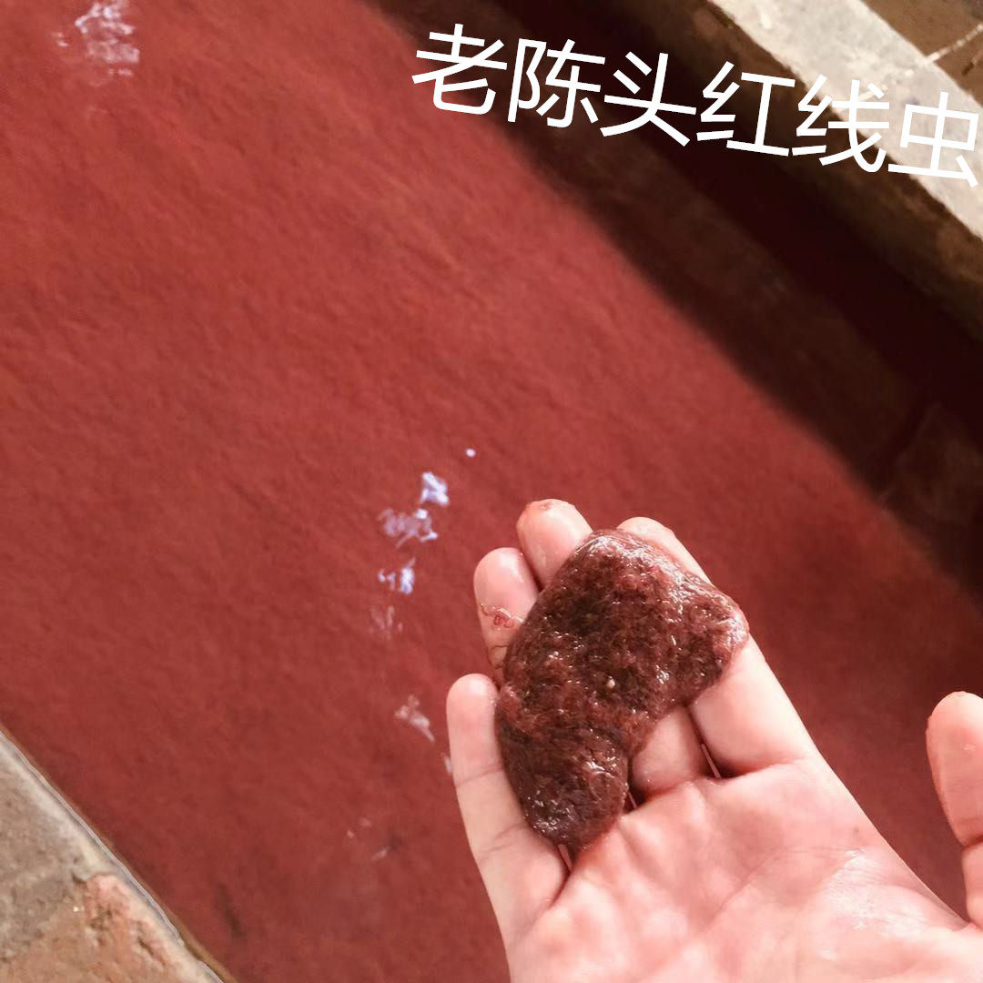 红线蚯蚓线虫活体赤红虫鱼食活线蛇观赏鱼饲料饲料原料