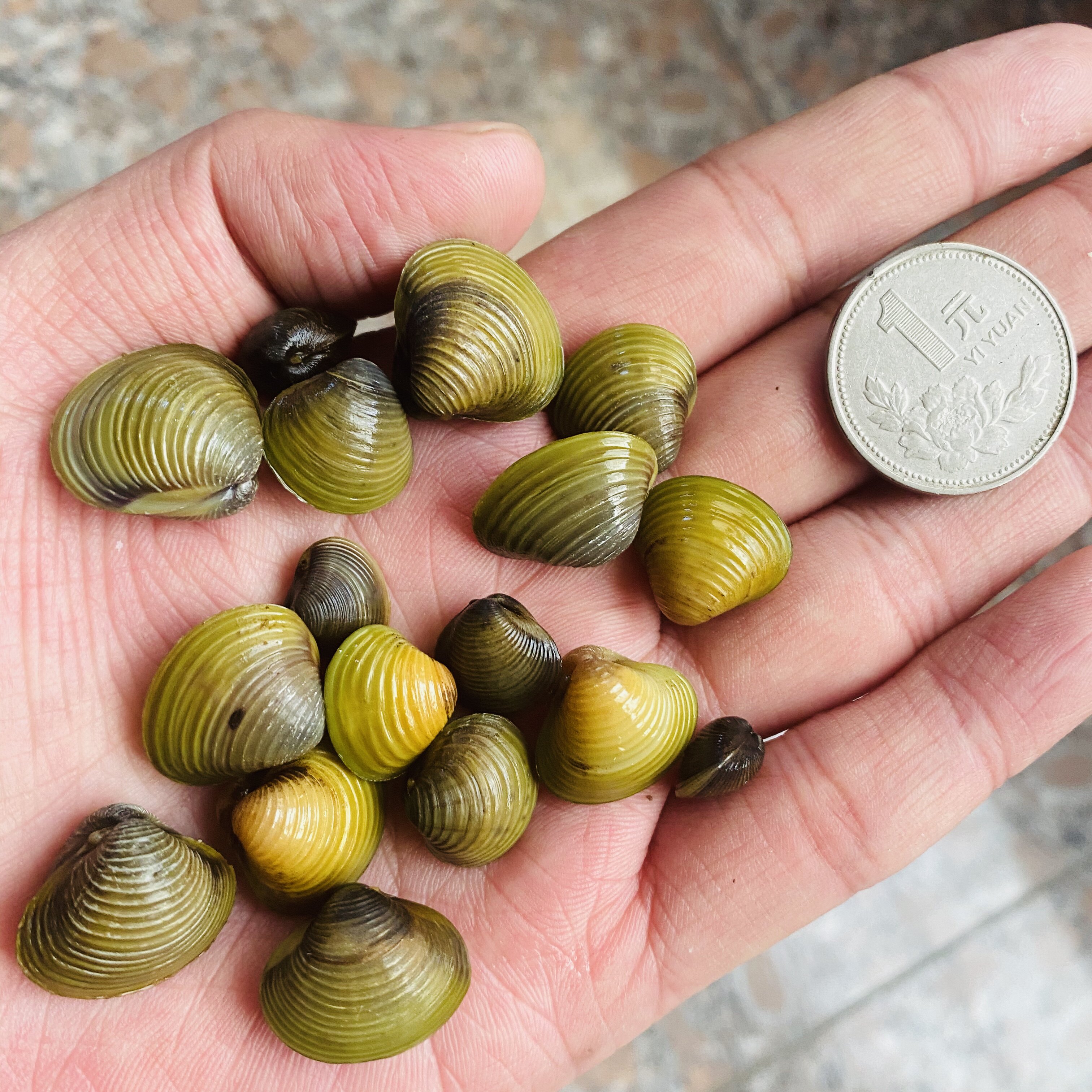 河蚌黄金河冷水观赏水族小型原生淡水活体溪蚬螺