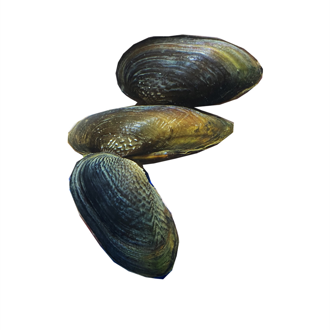 珠蚌杜氏圆顶小河河蚌原生原生活活体宠物淡水螺