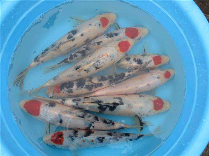 锦鲤丹顶精品三色三丹鱼